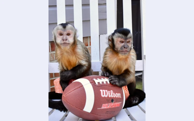 Healthy Capuchin Monkeys Available