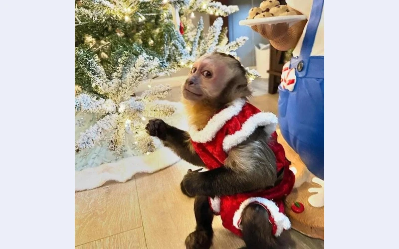 Sensitive Baby Marmoset Monkeys