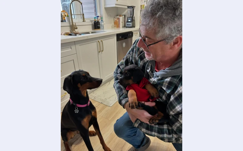 KC registered Doberman Pinscher puppies
