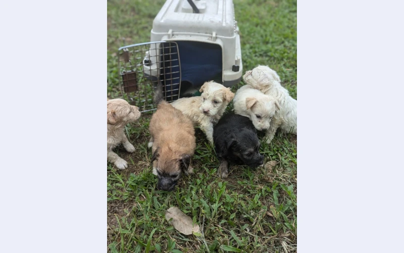 Special GoldenDoodle litters